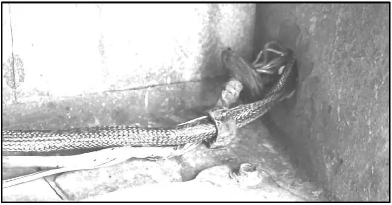 CRUISER-HEAD-FJ60-62-Plug-and-Play-Trailer-Harness-fig-7