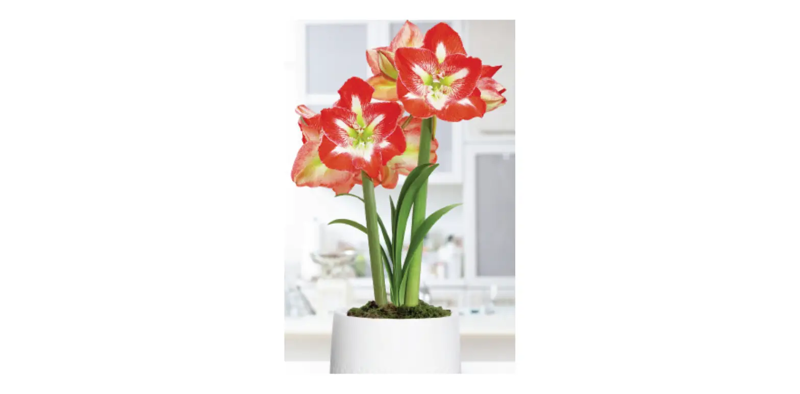 Van Zyverden 88435 Pre-planted Amaryllis Minerva With White Cache Ceramic Planter User Guide