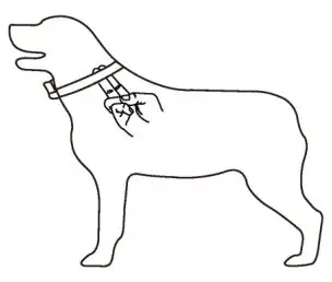 doBe Dog Training Anti-Bark - Collar Fitting