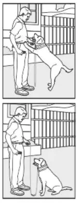 doBe Dog Training Anti-Bark - Jumping Up