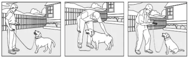 doBe Dog Training Anti-Bark - The Sit Command