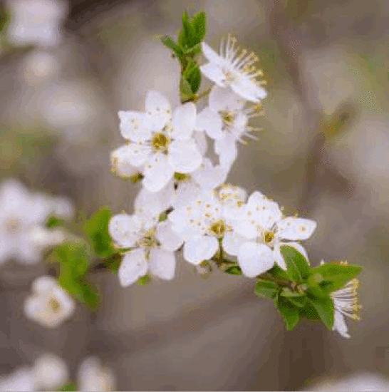 UMAGE ALUVIA Brass Pendant Light - Fig 2