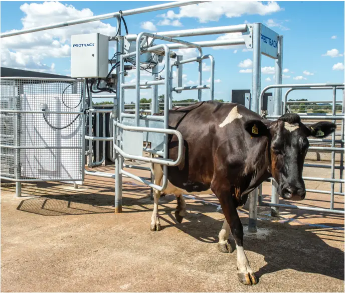 Allflex Protrack Draft -