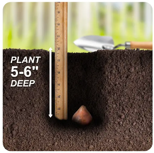 GSB ECF-23-25 Tulip Purple Reflection Mixed 1