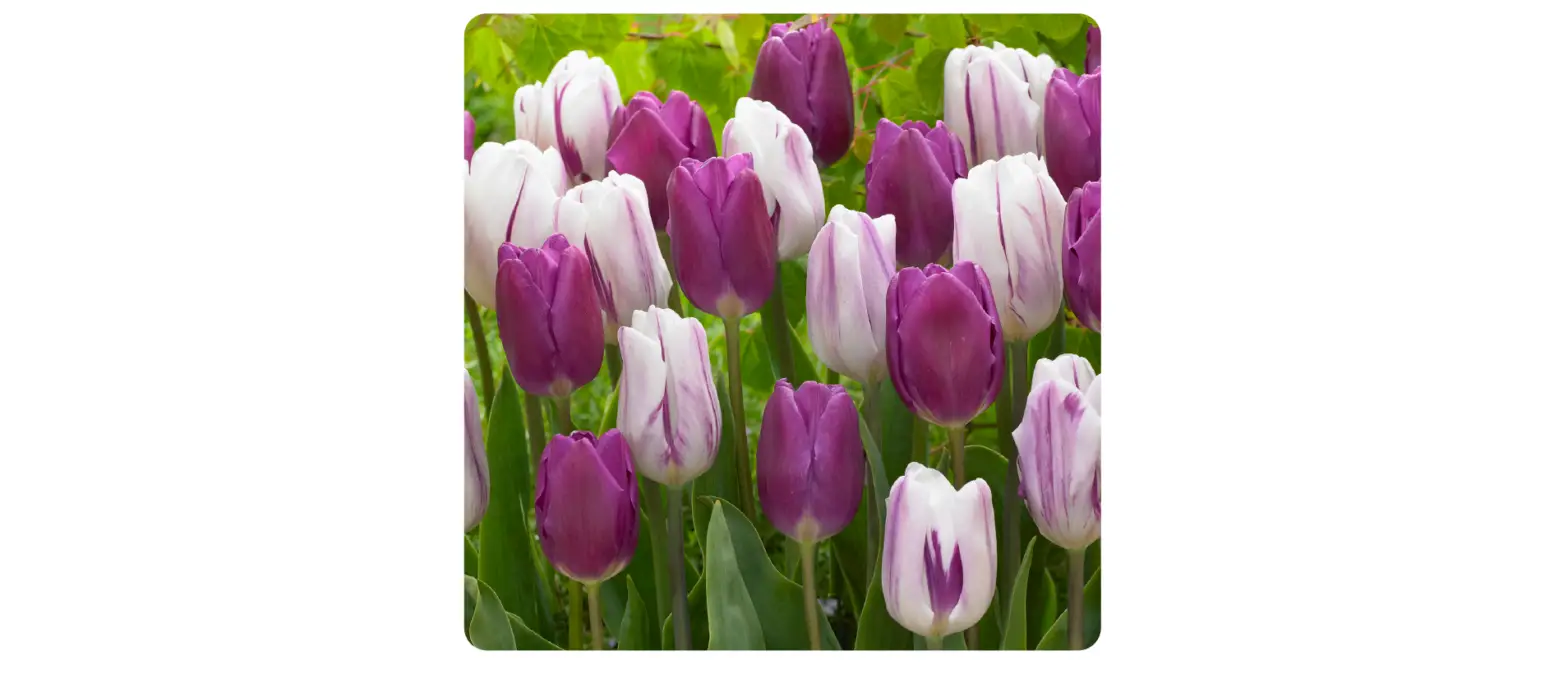 Gsb Ecf-23-25 Tulip Purple Reflection Mixed User Manual