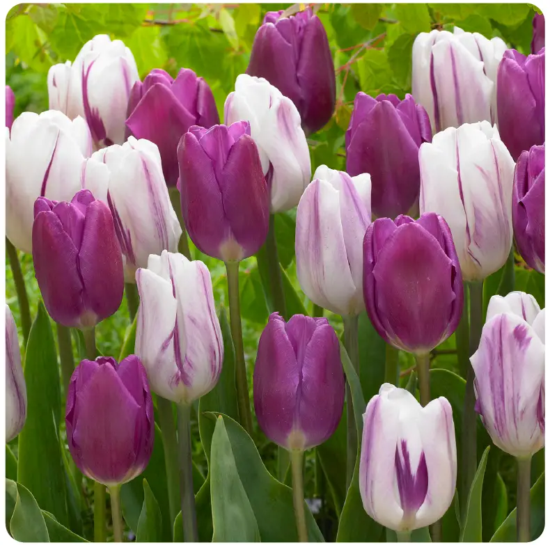 GSB ECF-23-25 Tulip Purple Reflection Mixed