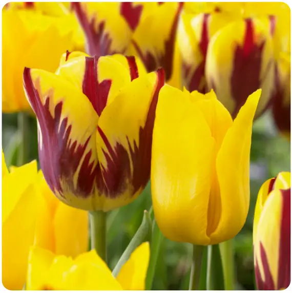 Miracle-Gro ECF-22-25 Tulip Yellow and Maroon Collection