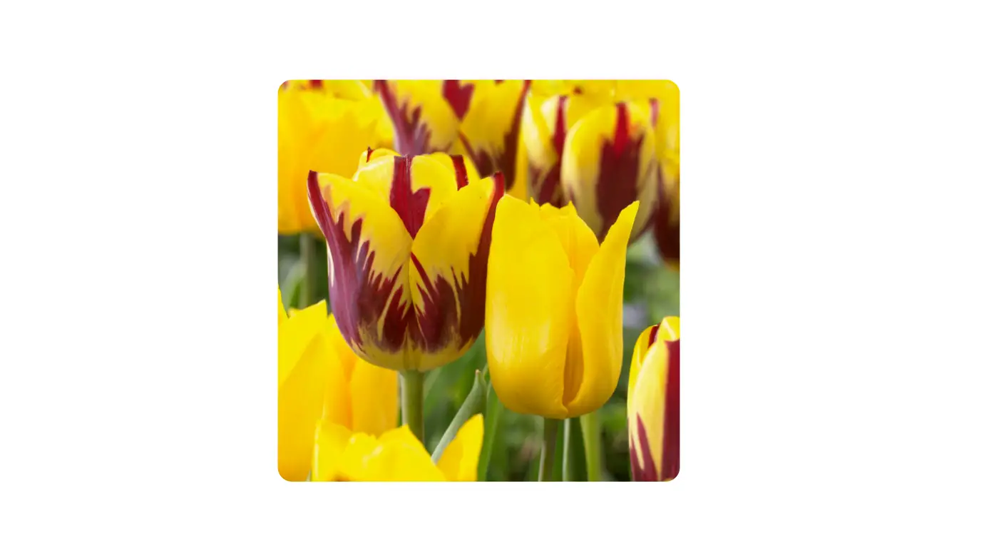 Miracle-gro Ecf-22-25 Tulip Yellow And Maroon Collection User Manual