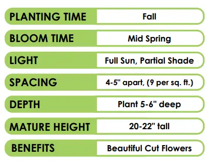 Miracle-Gro-ECF-20-100-Tulip-Red-and-Orange-Collection-Bulbs-1