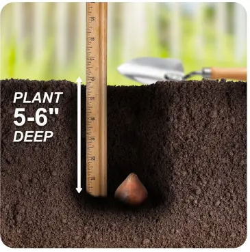 Miracle-Gro-ECF-20-100-Tulip-Red-and-Orange-Collection-Bulbs-2