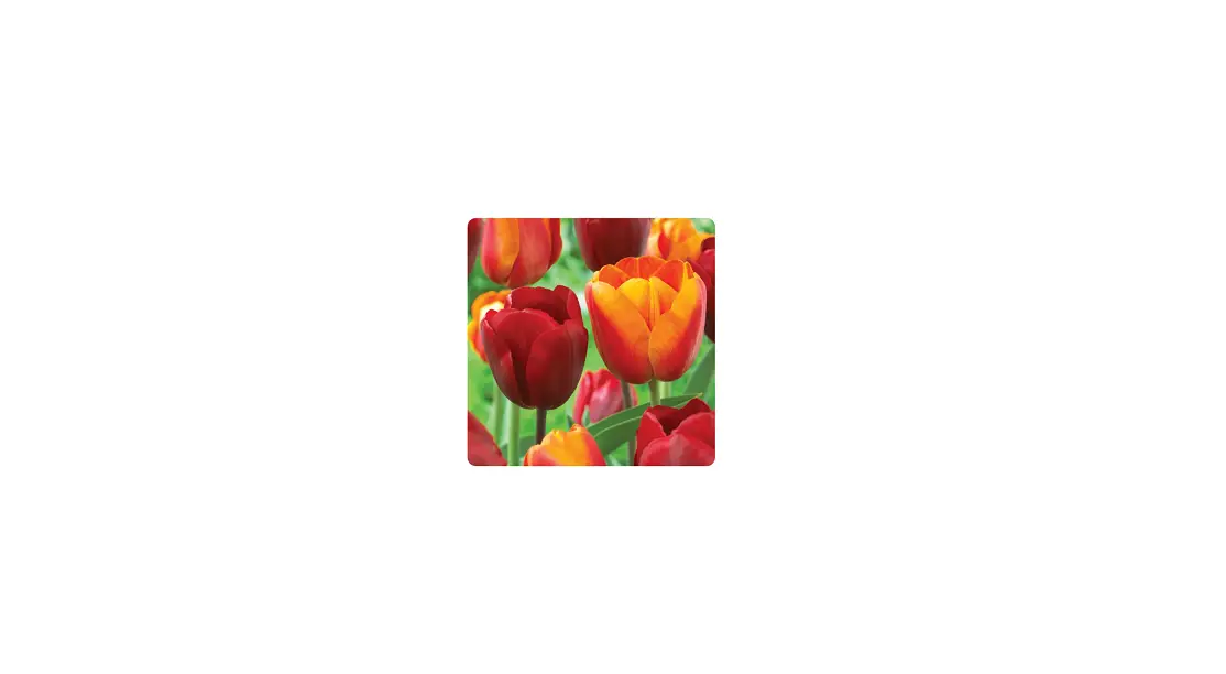 Miracle-gro Ecf-20-100 Tulip Red And Orange Collection Bulbs User Manual Miracle-gro Ecf-20-100 Tulip Red And Orange Collection Bulbs User Manual