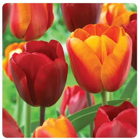 Miracle-Gro-ECF-20-100-Tulip-Red-and-Orange-Collection-Bulbs-product