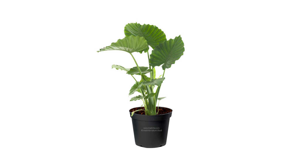 Proven Winners Alcprl0185107 7 In. Leafjoy Mythic Frydek Hybrid (alocasia) Elephant Ears Instructions