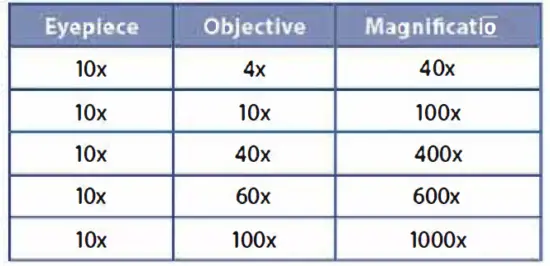 euromex-BB-1152-PL-BioBlue-BlueLine-Series-Microscope-FIG-17