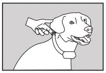 PATPET Remote spray trainer - Collar Fitting