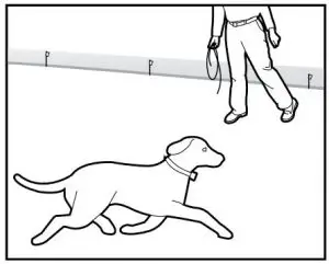 FIG 39 Days 9 thru 14 - Off-lead Supervision