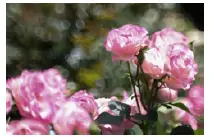 Canon 280RF1HF28 100mm F2.8 L MACRO IS 08