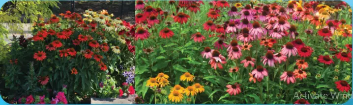 ROBERTA S Gardens H398884 Butterfly hybrids Coneflower Mix - 2