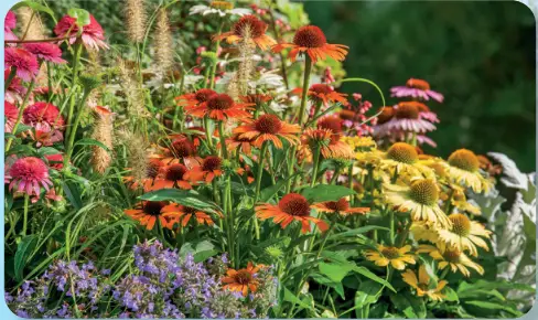 ROBERTA S Gardens H398884 Butterfly hybrids Coneflower Mix