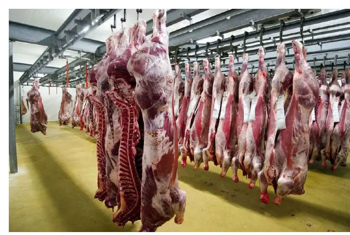 EYE LIGHTING Sammode Meat Processing Light - Figure 12