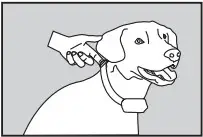 dogtra 650 Dog Training Collar dog