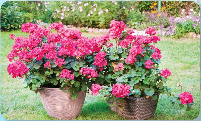 ROBERTA S Gardens M89796 4-Piece Caliope Cascade Violet Geranium Plants