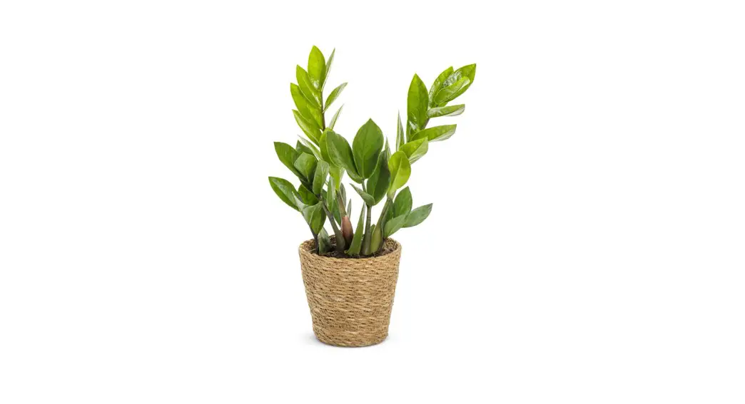 Proven Winners Zamprl0015105 5 Inch Leafjoy Siesta Zz Plant Instructions Proven Winners Zamprl0015105 5 Inch Leafjoy Siesta Zz Plant Instructions
