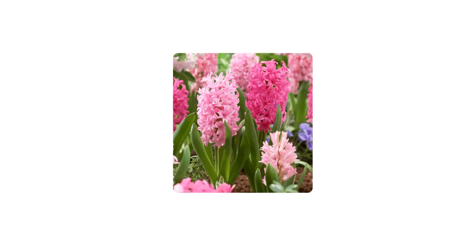Gsb Ecf-15-25 Hyacinth Pink Mixed Bulb User Manual