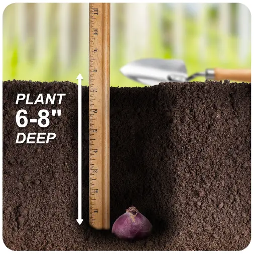 GSB-ECF-15-25-Hyacinth-Pink-Mixed-Bulb-fig-1