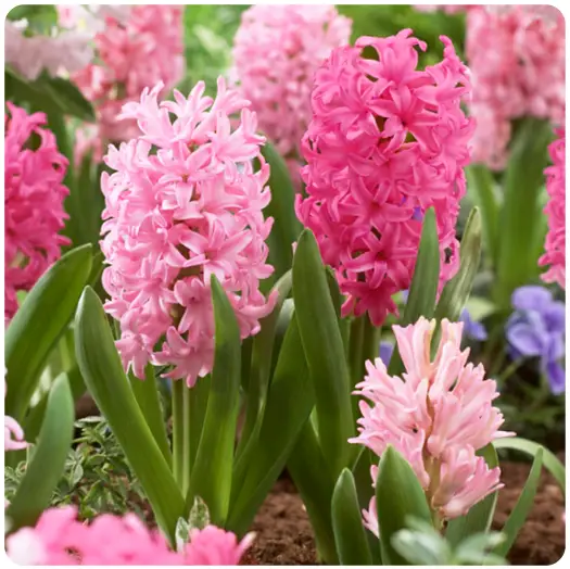 GSB-ECF-15-25-Hyacinth-Pink-Mixed-Bulb-product