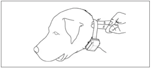 dogtra 2-DOG SYSTEM Owner’s Manual - Receiver Around on the dog's neck