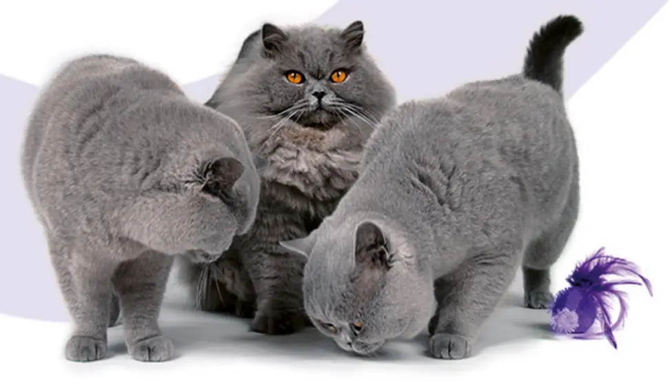 PETTADORE SU001 T Air Insight Odor Remover - cut