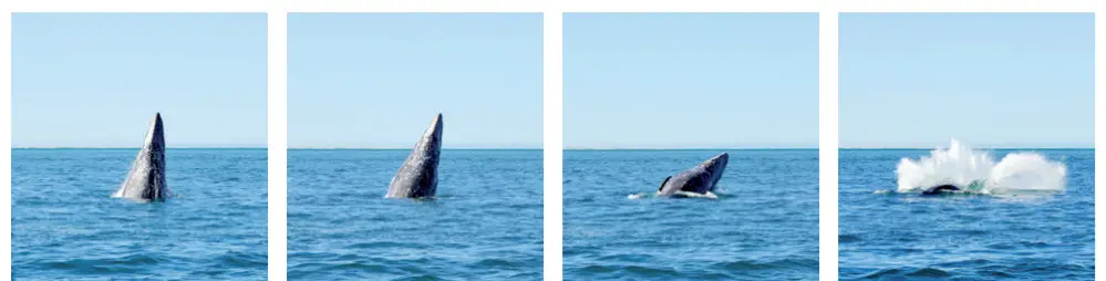 VELLO Freewave Plus Wireless Shutter Release - mode