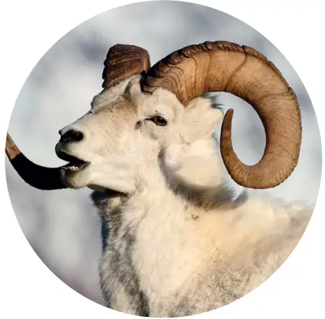 SWAROVSKI OPTIK 55-72010 EL - PERFORMANCE