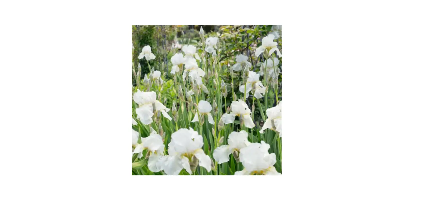 Phillip Reblooming Bearded Iris Instructions