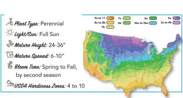 PHILLIP-ReBlooming-Bearded-Iris-FIG-1