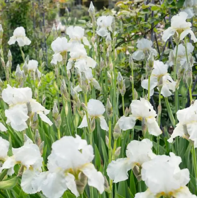 PHILLIP-ReBlooming-Bearded-Iris-PRODUCT