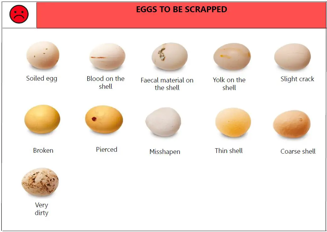 Borotto Real 24 Automatic Egg Incubator FIG 14
