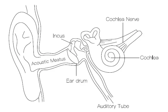 Ear physiology diagram