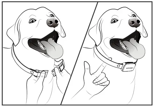 Shenzhen Furrykid Technology T1SPRO Smart Training Collar- Step 3