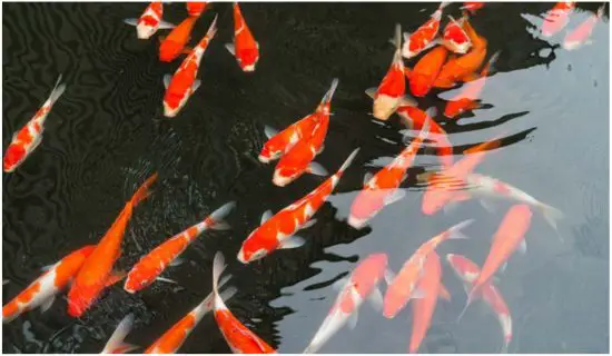 the Pond guy AllClear G2 Series AllClear G2 2000 Pressurized Filters - figure 31