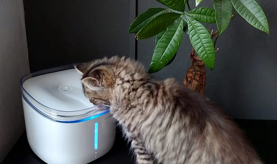 Pettadore Hydrate Compact Drinking Fountain User Manual