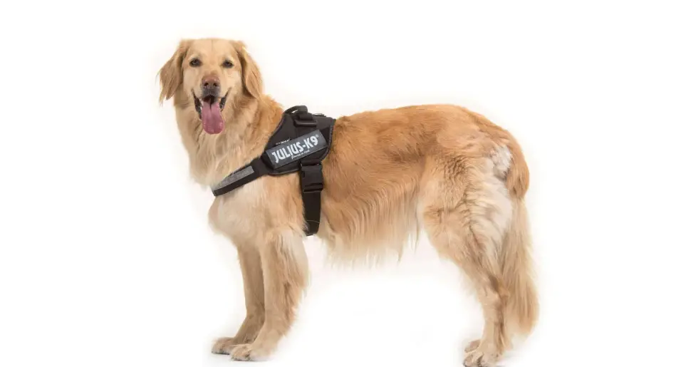 Julius-k9 16idc-p-m-amz Idc Dog Powerharness User Guide