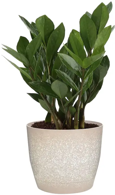 Costa Farms CO.ZZ6.1.MOD.BKS Zz Plant House plant in 6-in Pot in the House Plants