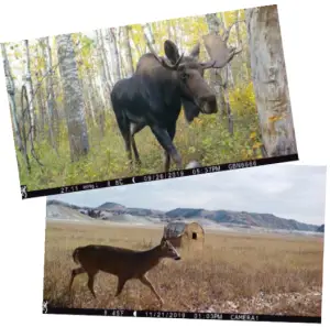 BROWNING BTC-4G-V Wireless Cellular Trail Camera Instruction-QUICK CELLULAR TEST