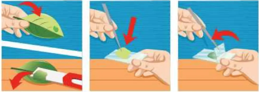 IQCREW M30-ABS-KT2 52 Piece Microscope Set - fig 10