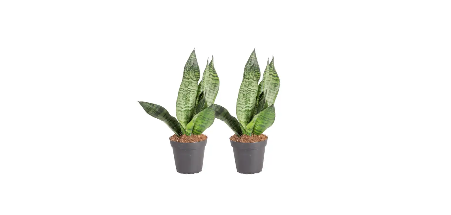 Costa Farms S-san-g-pot-02-lw Snake Plant House Plant In 4-in Pot In The House Plant User Manual