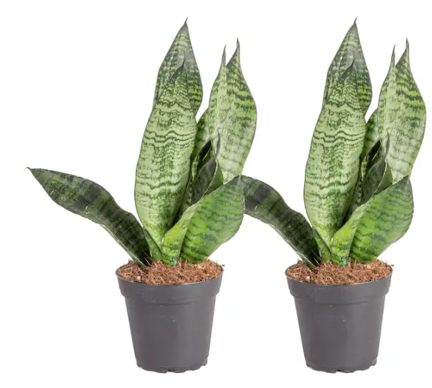 Costa-Farms-S-SAN-G-POT-02-LW-Snake-Plant-House-plant-in-4-in-Pot-in-the-House-Plant-prodact-img