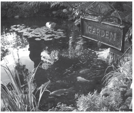 Aquascape G2-95027 IonGen Electronic Algae Controller for Pond - choosing