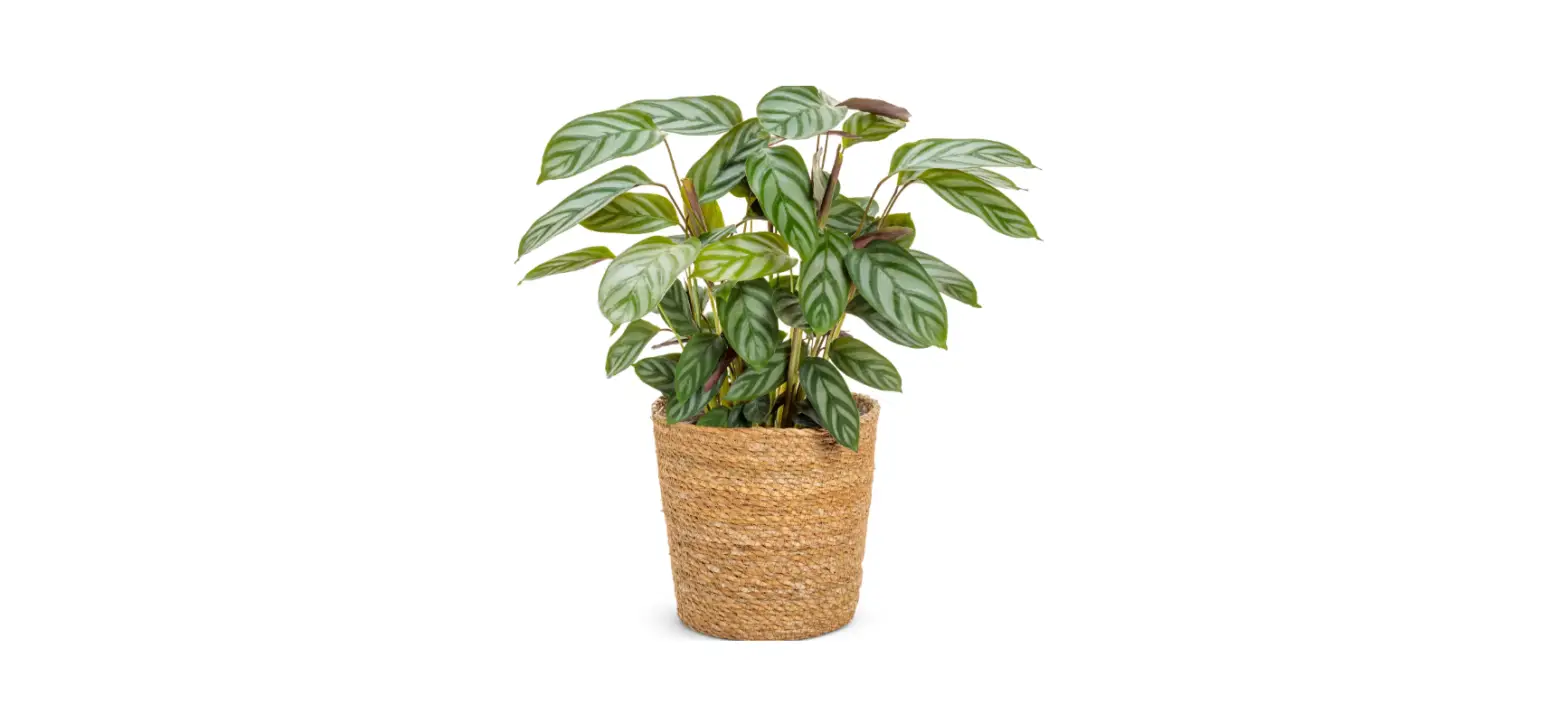 Proven Winners Cteprl0015107 Sweet Dreams Exotica Setosa User Manual